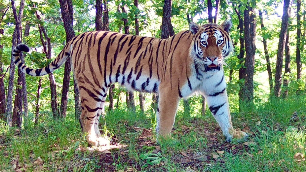 Amurskiy_tigr